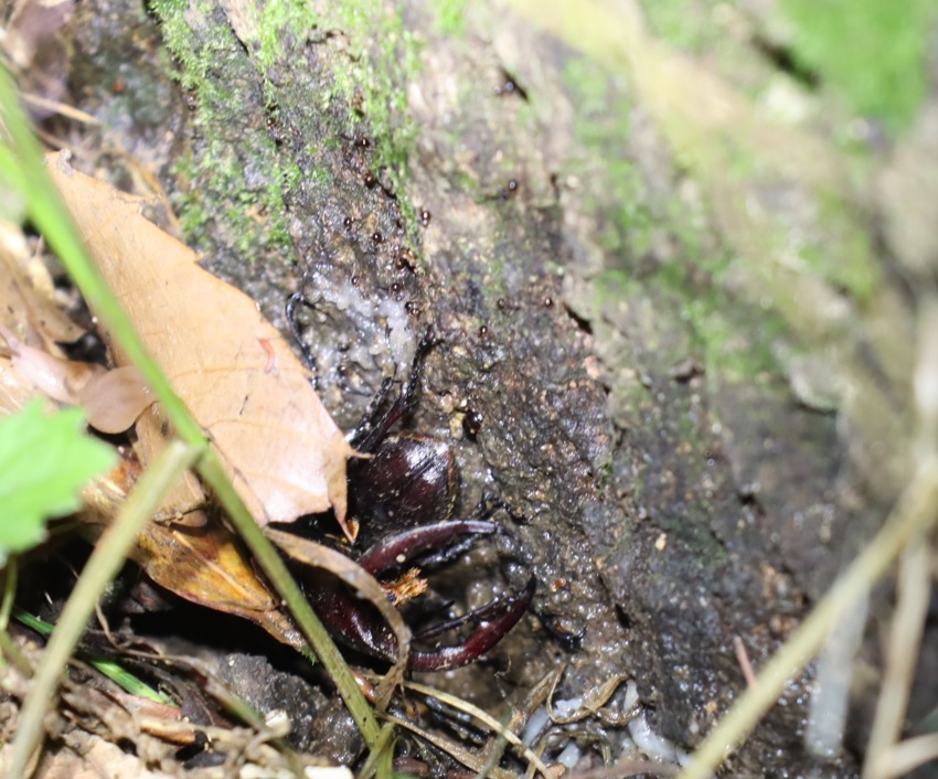 ノコギリクワガタのペア-2組目_苔むしたクヌギ_2023年6月30日20時 気温25.4度